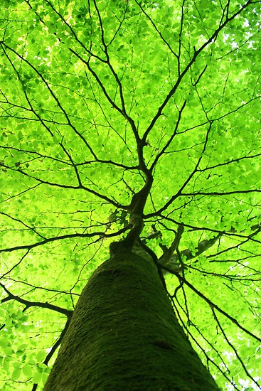 Photo:  Green Canopy Tree